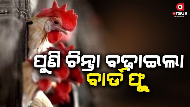 Avian flu outbreak at poultry farm in Ranchi, 920 birds culled