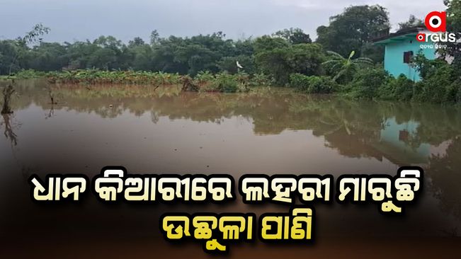 Storm-effect winds and rain have broken the backbone of balasore County farmers