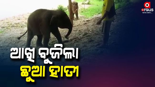 Baby elephant dies in Sanjpada village in Hindoo range