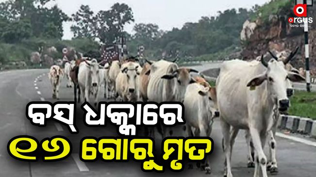 16 cattle died in the bus collision, 4 are serious