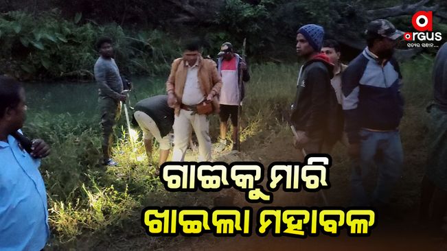 tiger-killed-cow-in-gajapati