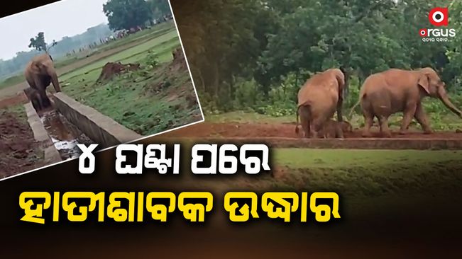 After 4 long hours, the baby elephant that fell into the canal was rescued