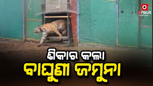 The tiger Jamuna hunted in Shimilipal