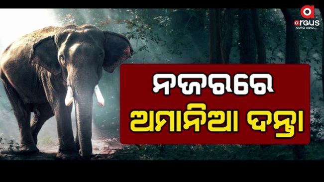 Forest Department's big plan to prevent human-elephant fight