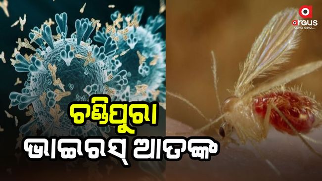 Chandipura virus is causing panic in Gujarat