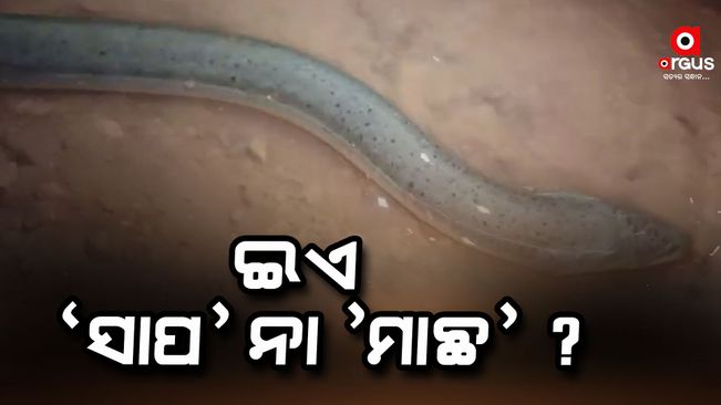 Identification of a rare species of fish in khordha