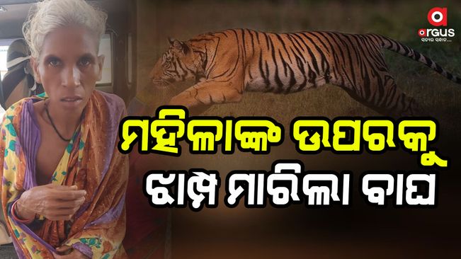 Woman critically injured in tiger attack