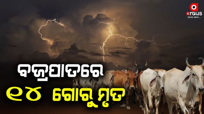 14-cow-killed-in-lightening-at-nayagarh