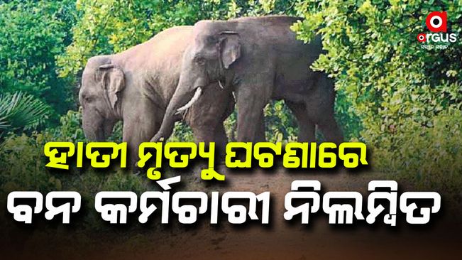 three-forester-suspended-on-elephant-death-issue