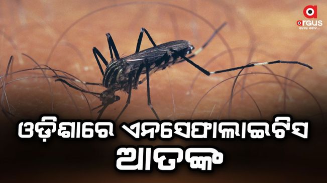 Japanese encephalitis terror again in Odisha