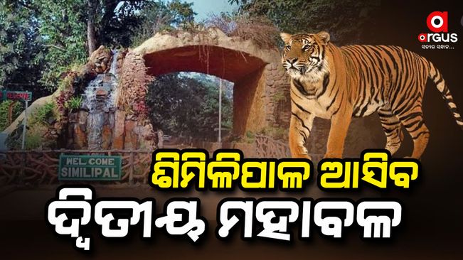 tiger will come-to-odisha from Maharashtra Tadba Anhari Tiger Conservation Project