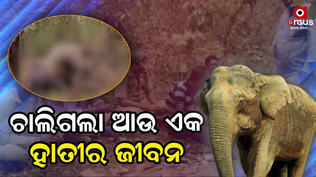 The dead body of an elephant was recovered from the forest
