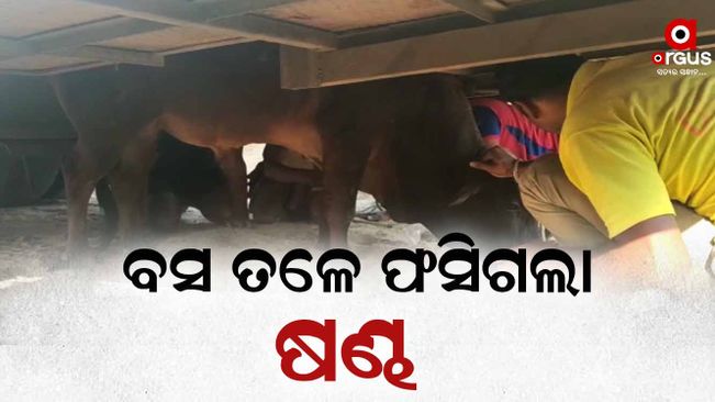 Bull was rescued after 2 hours of operation in Cuttack