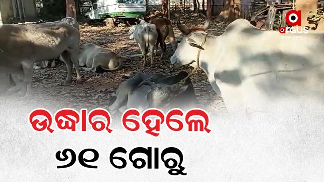 cow smuggling