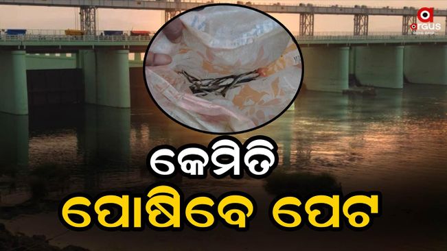The river mahanadi has dried up: the fisherman is worried