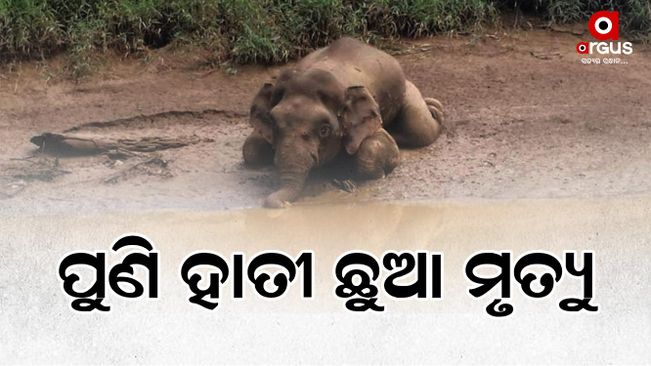 Dead body of elephant found in Telkoi forest