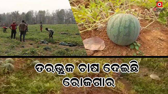 The tribal youth are self-employed by cultivating watermelons