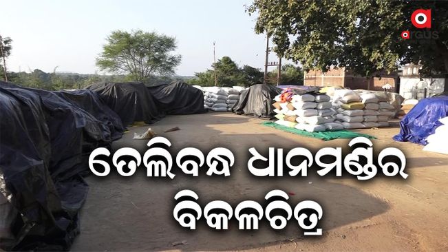Quintal Of Grains Lying Under Open Sky As Mandi Procurement Issue In Boudh