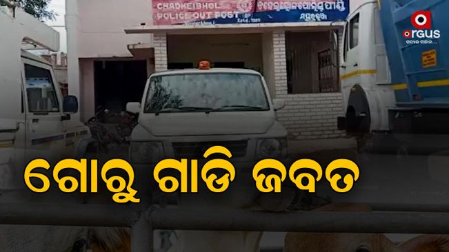 cattle vehicle seized in mayurbhanj