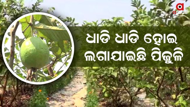 Independent farmers from guava farming in Gajapati