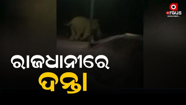 elephant terror in bhubaneswar