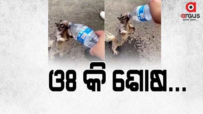 Watch a Squirrel drinks water from a water bottle viral video