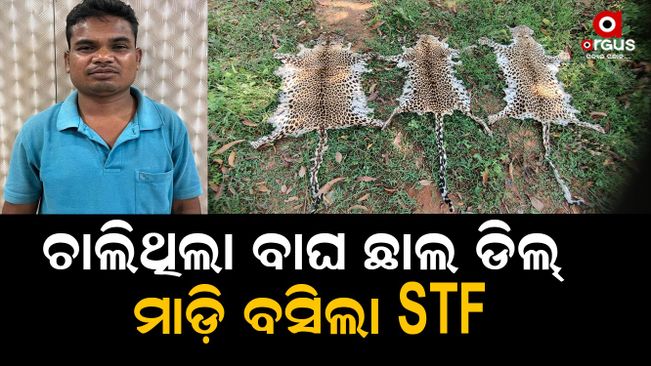 tiger-skin-seized-and-one-arrested-by-stf