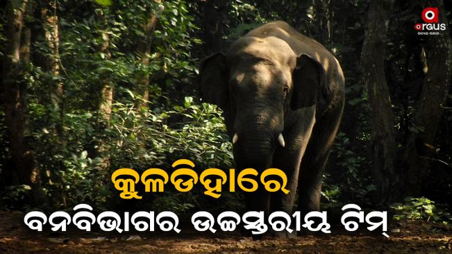 forest-department-visit-kuladiha-to-inquary-on-elephant-death
