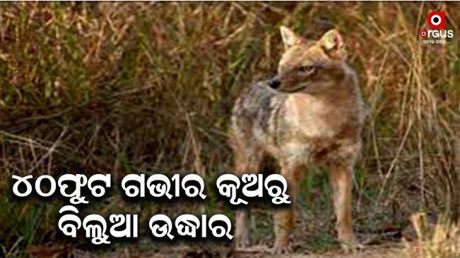 Wolf was rescued from 40 feet deep well in Angul