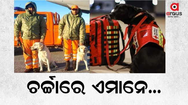 Julie, Romio, Honey, Rambo: Meet dog squads from India helping rescue operations in quake-hit Turkey and Syria
