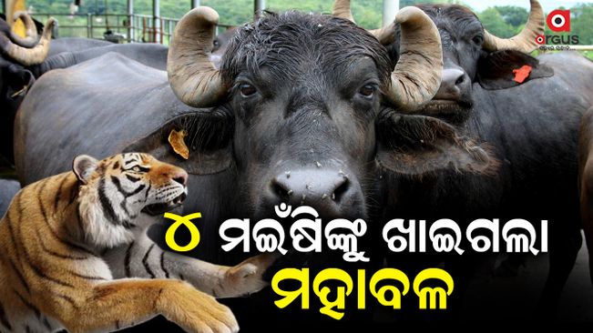 4 buffaloes killed by tiger at atei Forest Keonjhar