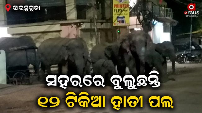 Elephant terror in Jharsuguda