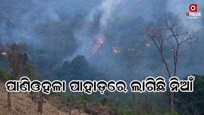 Fire gutted in Dhenkanal forest