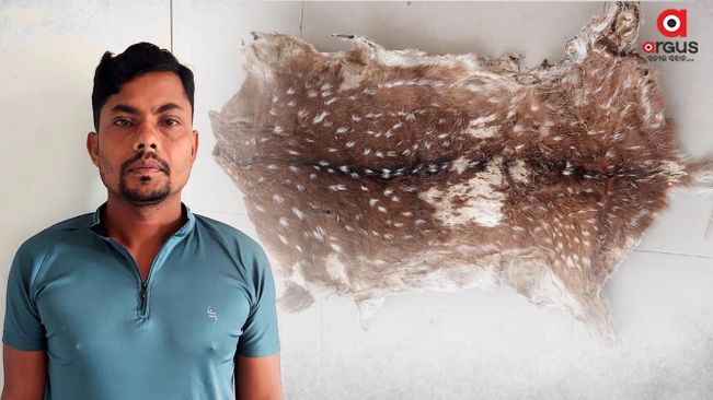 Leopard, deer skins seized in Boudh; 1 held