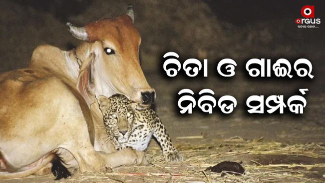 Close relationship between cheetah and cow