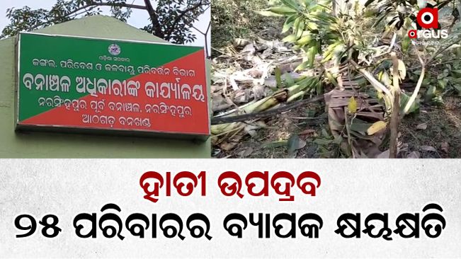 Elephants has been destroying crops for 4 days now in Cuttack, Narasinghpur, Badamba