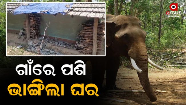 elephant terror in keonjhar