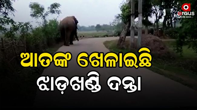 elephant terror in balasore