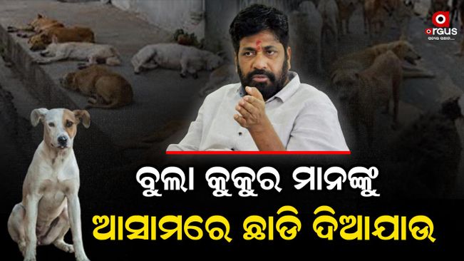 Bachu Kadu came under criticisim for commenting on stray dogs
