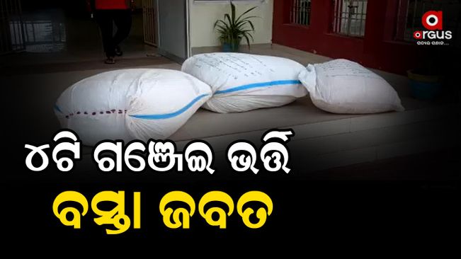 4 bags of cannabis seized in kandhamal