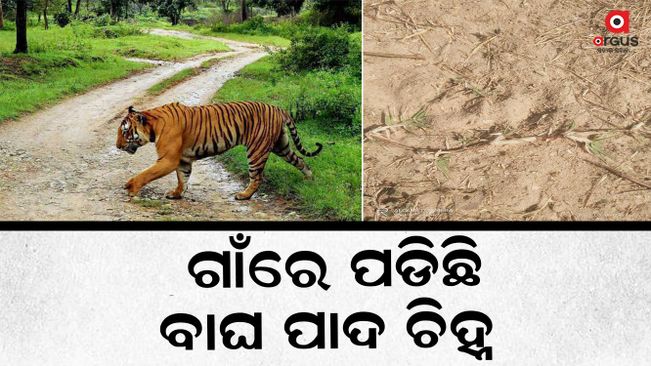 People panic after seeing tiger footprints