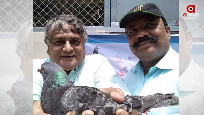 No need to panic over spy pigeons caught in Odisha: Researcher Anil Dhir