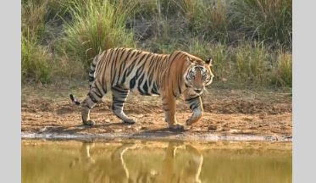 MP's tiger reserves will welcome tourists from Oct 1