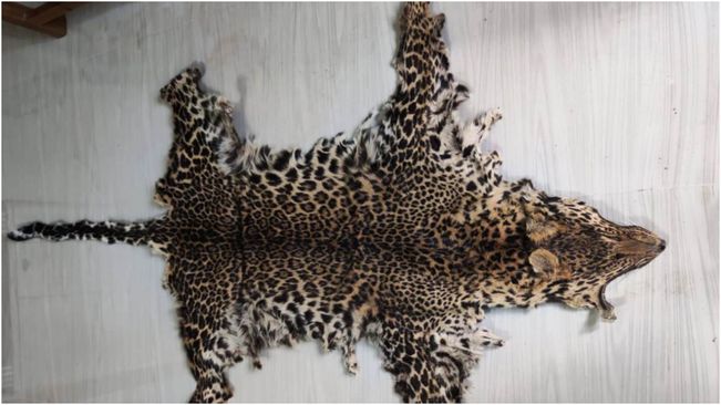 Rayagada:  Gunupur forest officials conducted a raid  and seized a Leopard skin; 1 held | Argus News