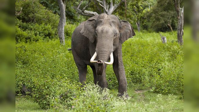 Mayurbhanj: Woman Killed In Tusker Attack