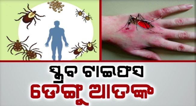 Scrub typhus terror in Western Odisha