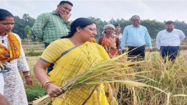 Reconnecting With Roots: Union Minister Savitri Thakur Joins Farmers In Paddy Harvest