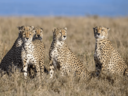 India set to welcome 12 Cheetahs from Africa