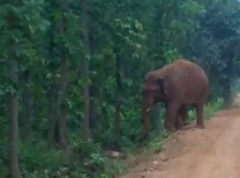 Man killed, wife critical in elephant attack in Dhenkanal