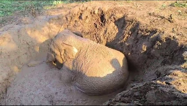 Elephant Falls In Muddy Ditch In Kalahandi